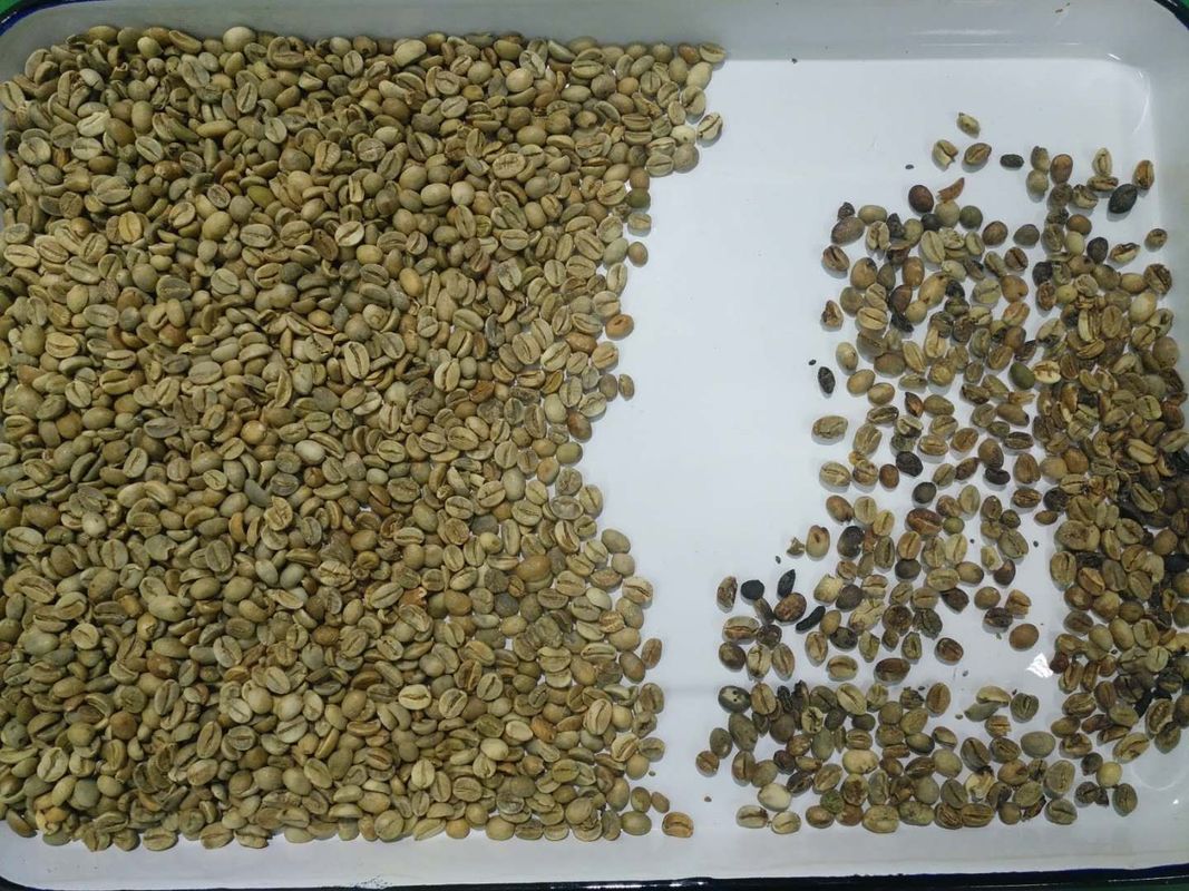 세퍼레이터 기재를 분류하는 높은 성능 5400 화소 고체촬상소자카메라 커피 빈스 색채 선별기