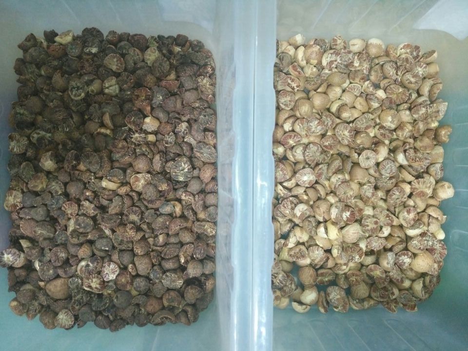 전문 Ccd 카메라 너트 색상 분류기 Pecan 아레카넛을 분리하는 기계