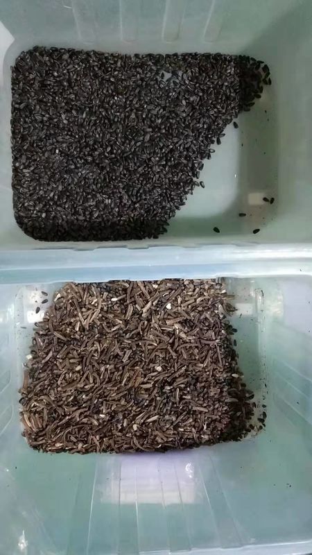 WENYAO 해바리기씨 색채 선별기, 7T/h 씨앗 가공 공장 기계류