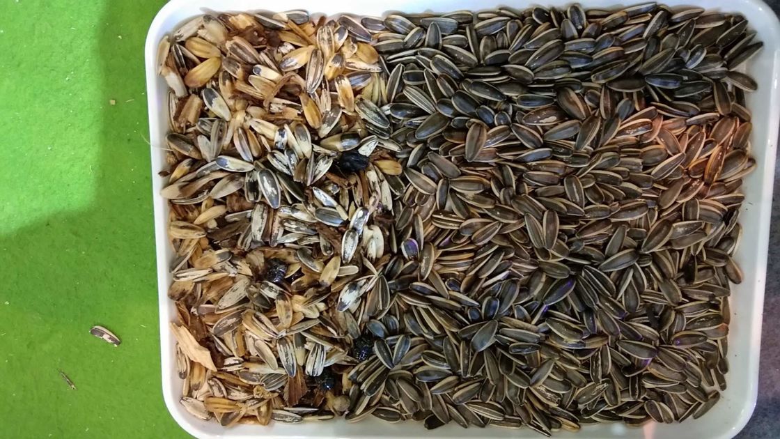 WENYAO 해바리기씨 색채 선별기, 7T/h 씨앗 가공 공장 기계류