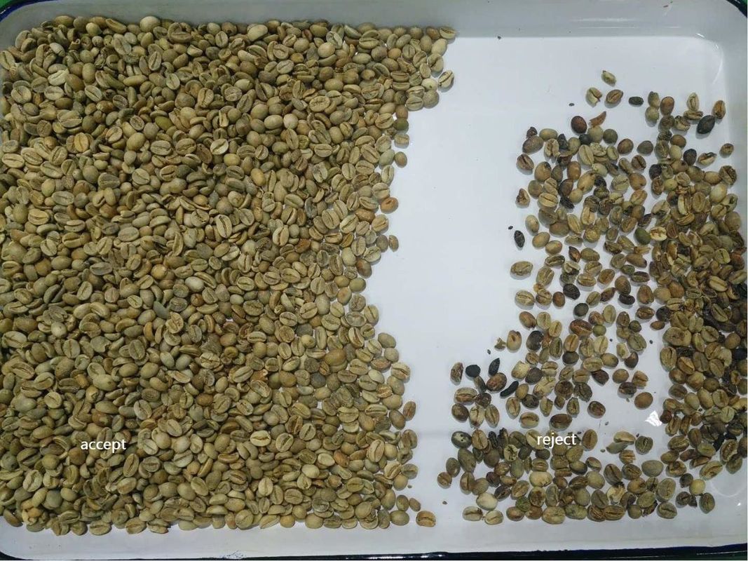 CCD Sensor 192 Channels Coffee Beans Color Sorter Cacao