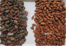 1 Ton/H Cocoa Beans Belt Color Sorte 처리량 RGB CCD
