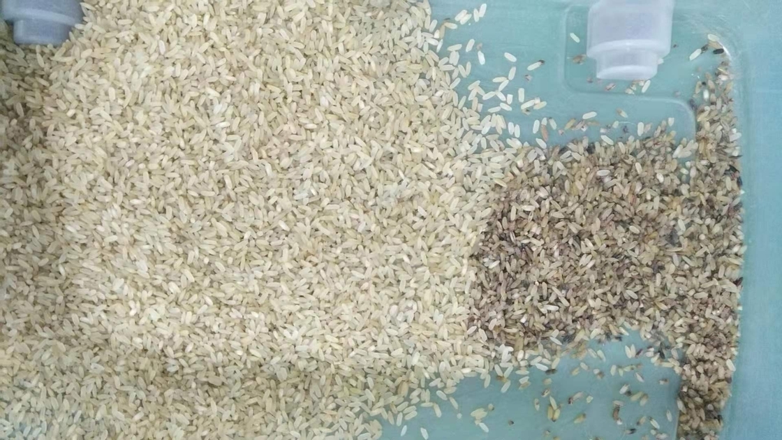 1 급류 작은 증자 쌀 색채 선별기 높은 구분 정확도