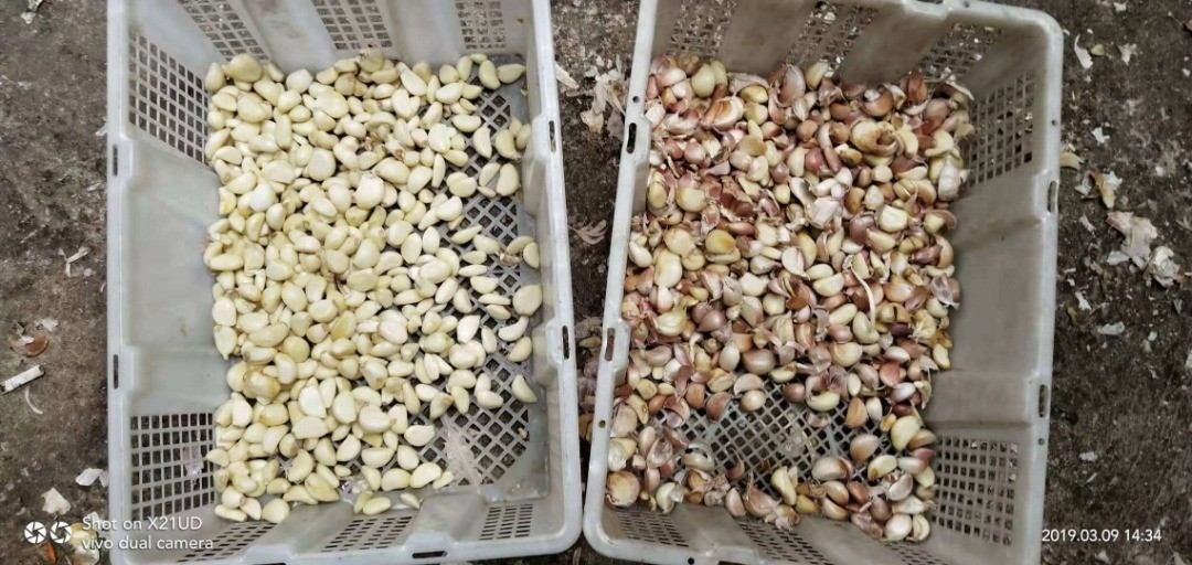 상업적인 곡물 콩을 위한 자동 밀 보리 Rgb 색채 선별기