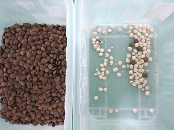 2025 핫 세일 공장 가격 CCD 견과류 색상 분류기 CE와 함께 마카다미아 견과류 분리 장비 4