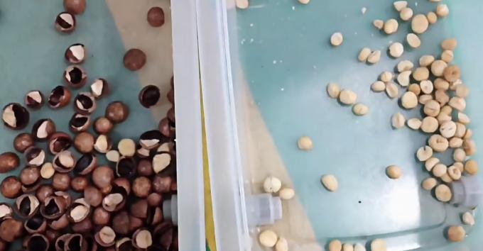 인공지능 학습 지능형 벨트 스타일 땅콩 헤즐넛 피스타치아 견과류 색상 분류 기계 14