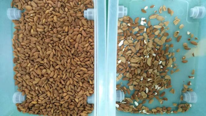 토시바 CCD 센서와 RGB 카메라를 갖춘 지능형 6 차트 캐시우넛 색상 분류 기계 9