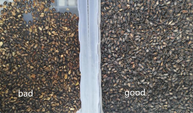 웬야오 최신 광학 CE 인증 수박 씨앗 수박 씨앗 색상 분류 기계 12