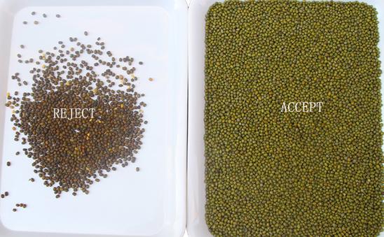 웬야오 인텔리전트 공장 직접 판매 신장 콩 땅콩 치크페이스 색상 분류 기계 12