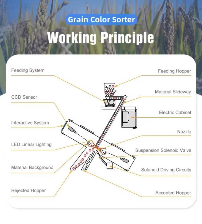 웬야오 중국 공장 7 차트 스타일 고기술 곡물 세자무 색상 분류 기계 3