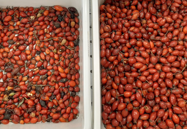 웬야오 2025 핫 판매 씨앗 정렬 완전 자동 치아 씨앗 라면 씨앗 색상 정렬 기계 10