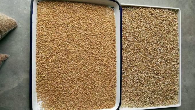 웬야오 2025 핫 판매 씨앗 정렬 완전 자동 치아 씨앗 라면 씨앗 색상 정렬 기계 11