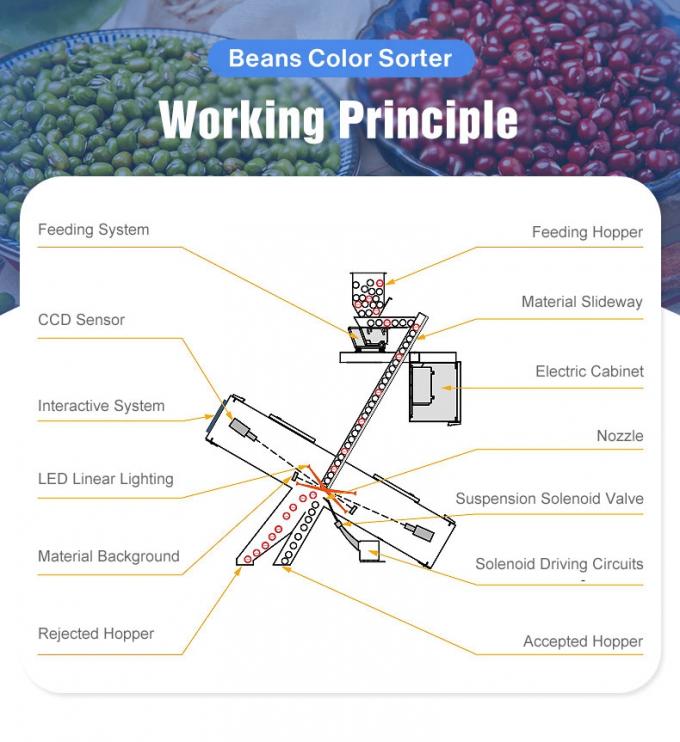 웬야오 중국 공장 가격 완전 자동 빨간 콩 신장 콩 색상 분류 기계 3