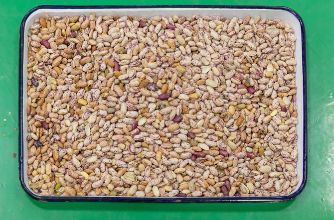 웬야오 중국 공장 가격 완전 자동 빨간 콩 신장 콩 색상 분류 기계 5