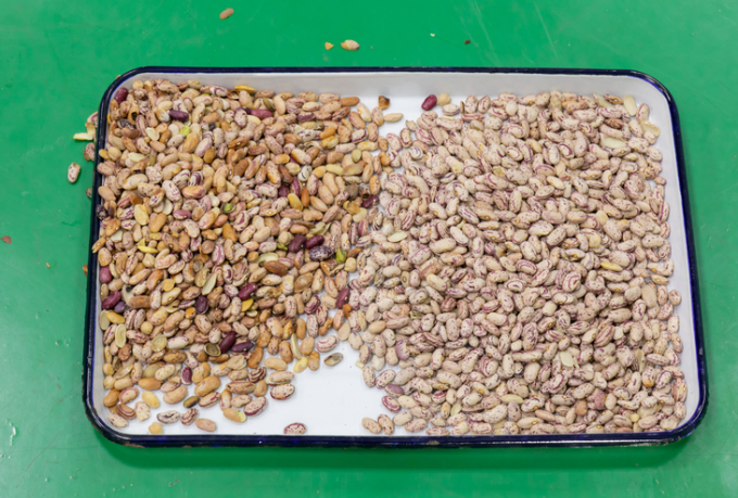 웬야오 중국 공장 가격 완전 자동 빨간 콩 신장 콩 색상 분류 기계 6