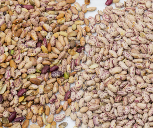 고정밀 지능형 콩팥콩 팥 광학 선별기 11