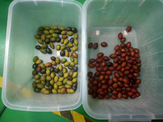 1200mm 벨트 방수 스테인레스 스틸 올리브 컬러 분류 기계 냉동 딸기 컬러 분류기 2