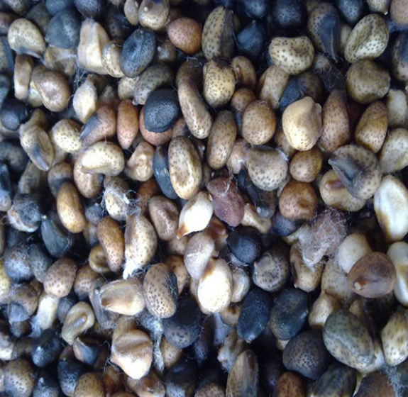 웬야오 전문 광학 참깨 컬러 선별기 면실 컬러 선별기 정렬 기계 가격 10