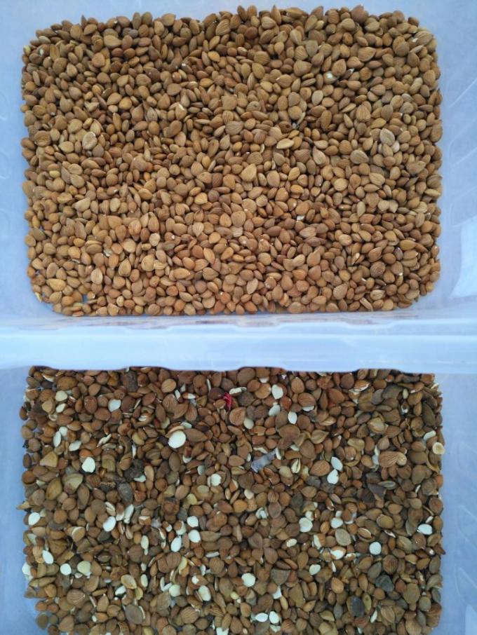 정밀 CCD 카메라 자동 마카다미아 견과류 색상 선별기 11