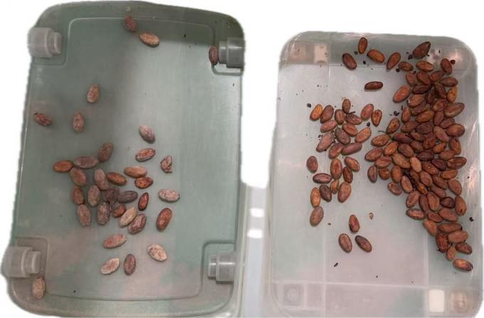 웬야오 2025 최신 중국 공장 광학 정렬기 공급자 카카오넛 컬러 정렬기 12