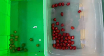 웬야오 자동 색 분리 신선한 블루베리 쥬니퍼 베리 색상 분류 기계 7