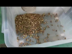 카다몬 가공 라인을 위한 7 차트 씨앗 색상 분류 기계