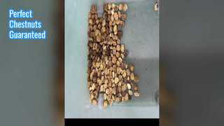 견과류 용 밤나무 색상 분류기